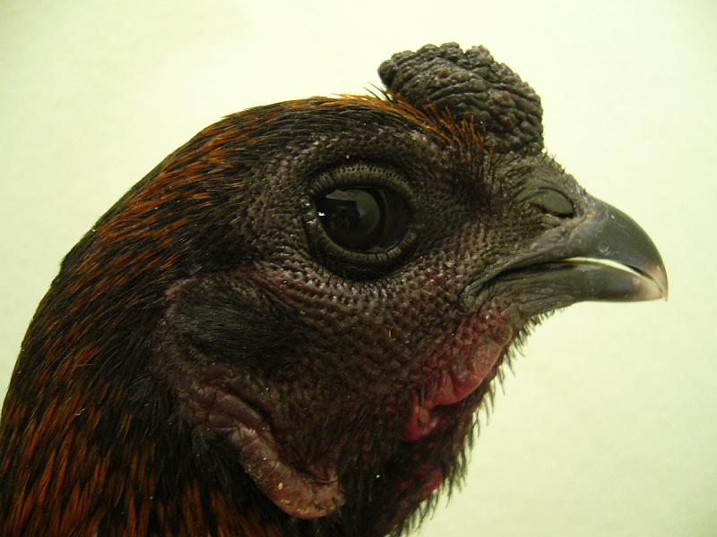 Munster 2009 287.jpg - Brügger Zwergkämpfer schwarzrot von Thorsten von Oesen